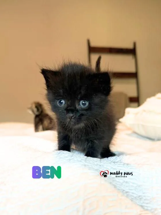 Beanie Weenies:  Ben thumbnail 4