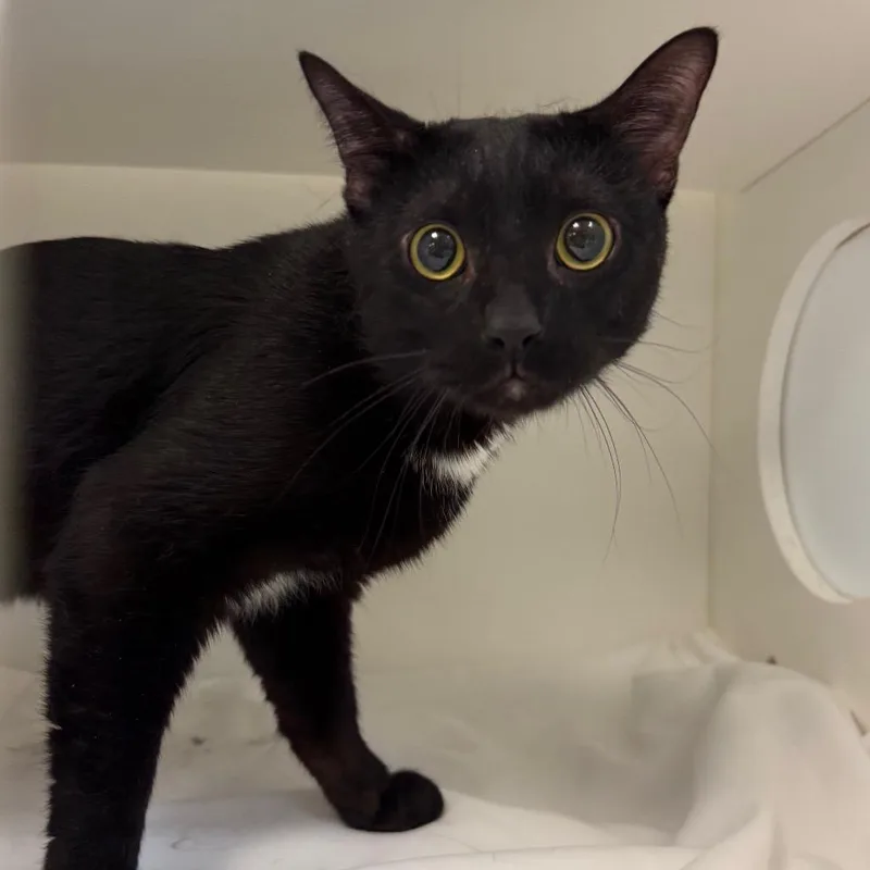 An adult medium-sized male Black Domestic Short Hair cat named Baxter for adoption in Philadelphia, PA