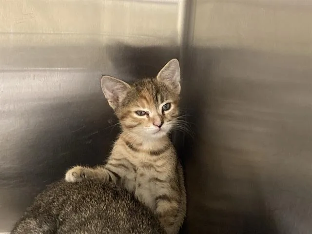 A baby small-sized female Domestic Short Hair cat named Bonita for adoption in Tustin, CA