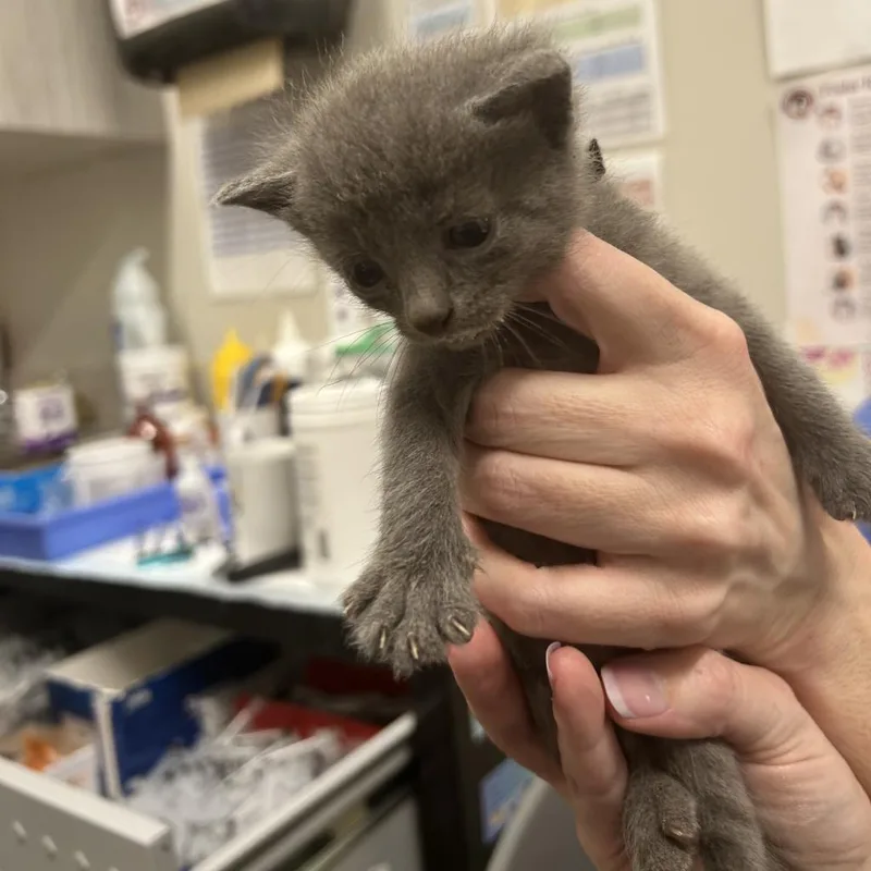 An adult large-sized female Gray / Blue / Silver Domestic Short Hair cat named Rei for adoption in Chattanooga, TN
