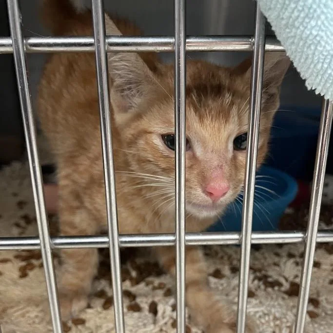 A baby small-sized male Orange / Red Domestic Short Hair cat named Elfin for adoption in Port Charlotte, FL