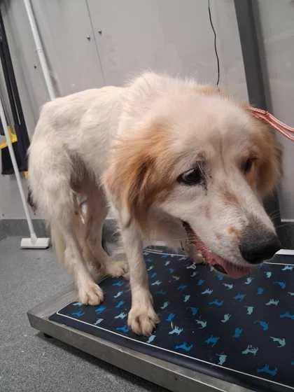 An adult large-sized female Australian Shepherd dog named Smokey for adoption in Sevierville, TN