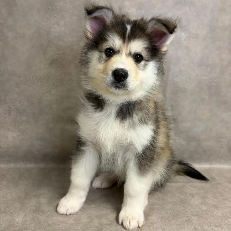 A baby small-sized female Siberian Husky dog named Mishka for adoption in Parker, CO