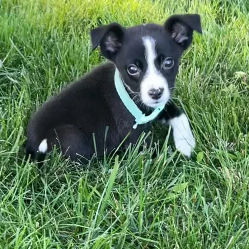 A baby small-sized male Chihuahua dog named Dexter for adoption in Midland, MI