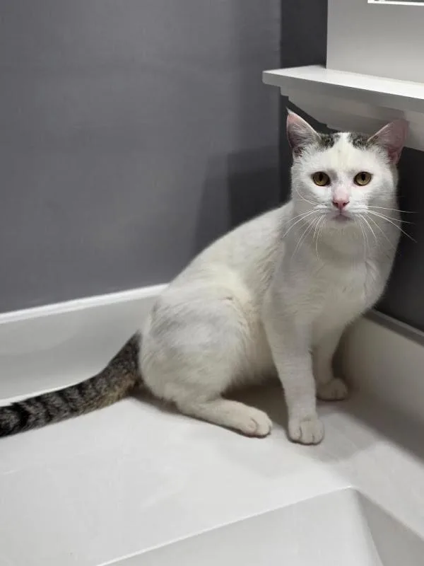 A young medium-sized male Domestic Short Hair cat named Edgar for adoption in Johnson City, TN