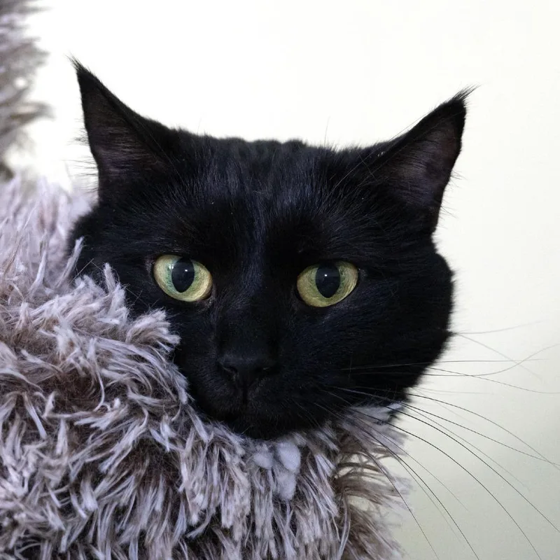 An adult medium-sized female Black Domestic Short Hair cat named Stevie for adoption in McKean, PA