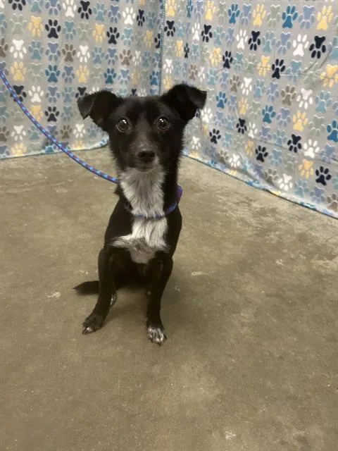 A young small-sized male Italian Greyhound dog named Mort for adoption in Rosenberg, TX