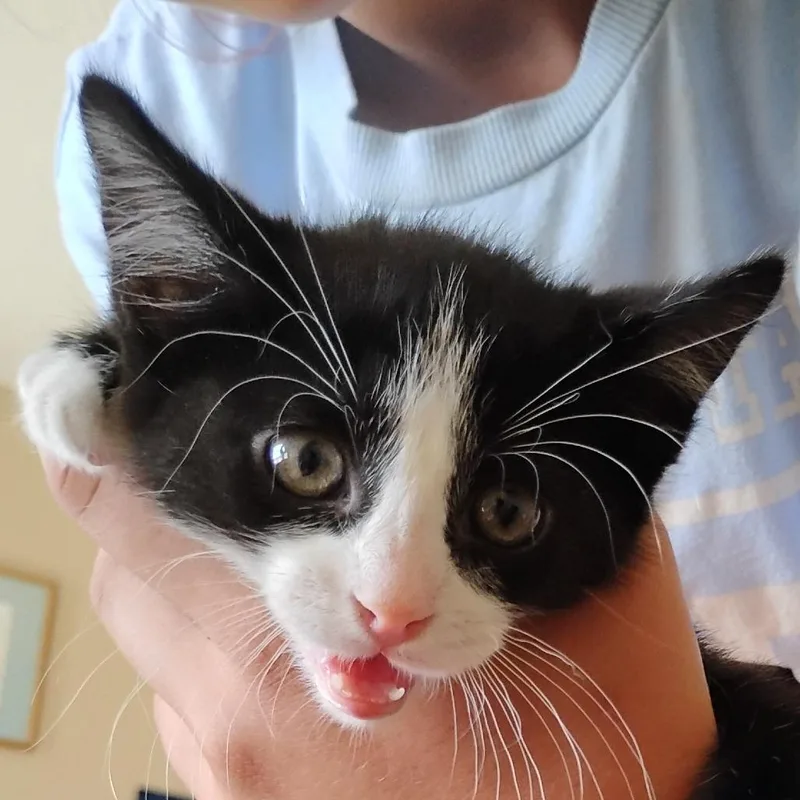 A baby small-sized male Black Domestic Short Hair cat named Thing for adoption in Grantsville, UT