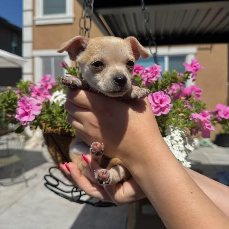 A baby small-sized female Yellow / Tan / Blond / Fawn Chihuahua dog named Catalina for adoption in North Hollywood, CA