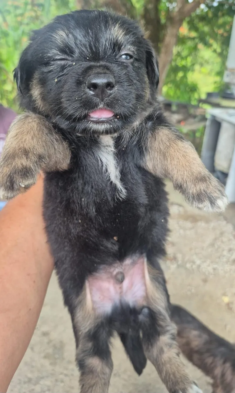 Hamilton "the Only Love thumbnail 2