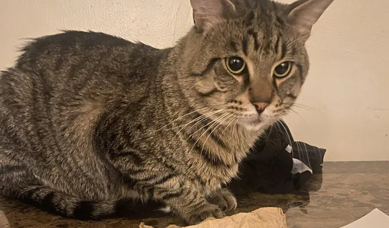 An adult medium-sized male Domestic Short Hair cat named Sav for adoption in Wheaton, IL