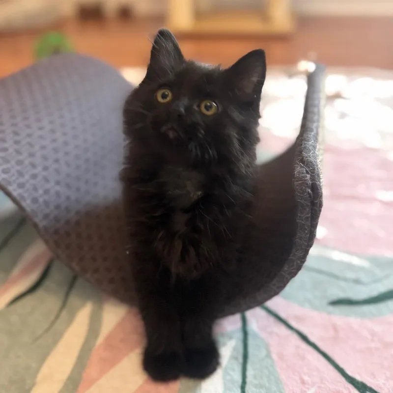 A baby small-sized male Black Domestic Medium Hair cat named Rodman for adoption in Brownsboro, AL
