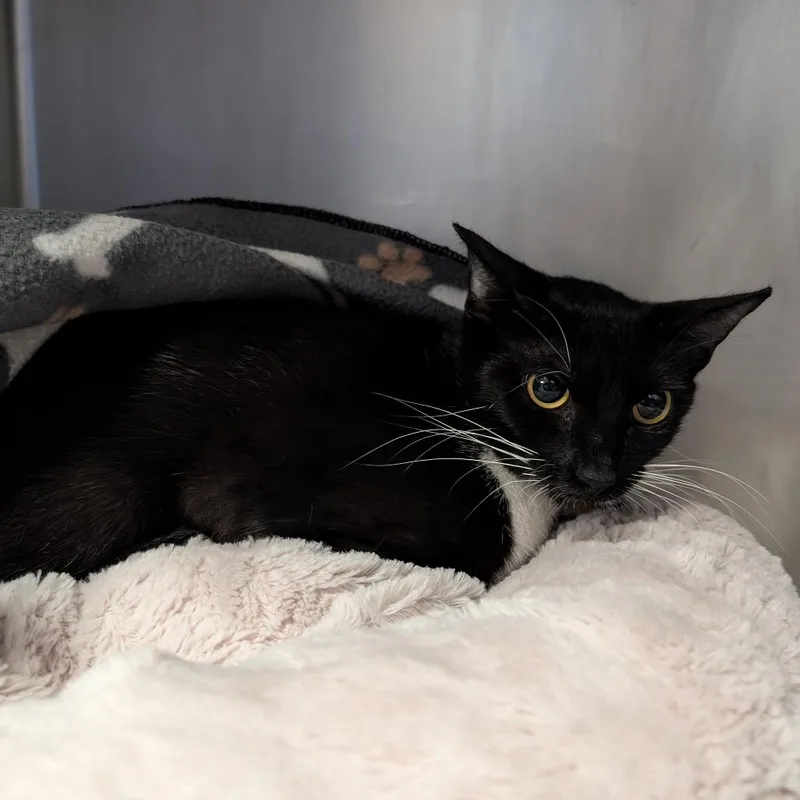 A young medium-sized female Black Domestic Short Hair cat named Indie for adoption in Titusville, FL