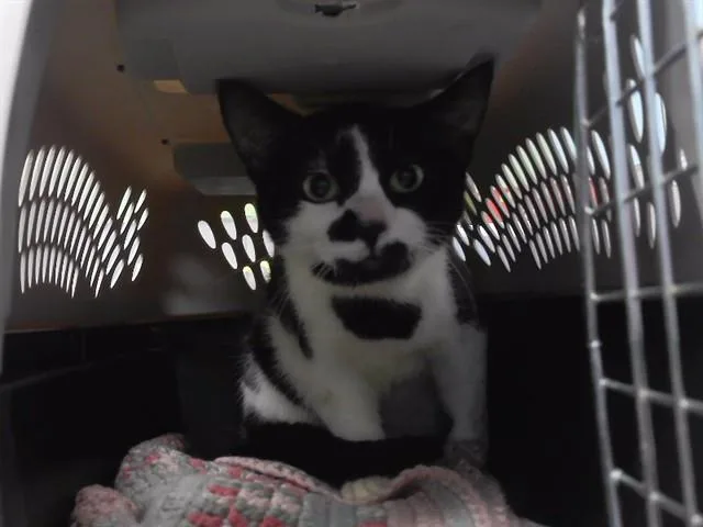 A young small-sized male Domestic Short Hair cat named Marbles for adoption in Omaha, NE