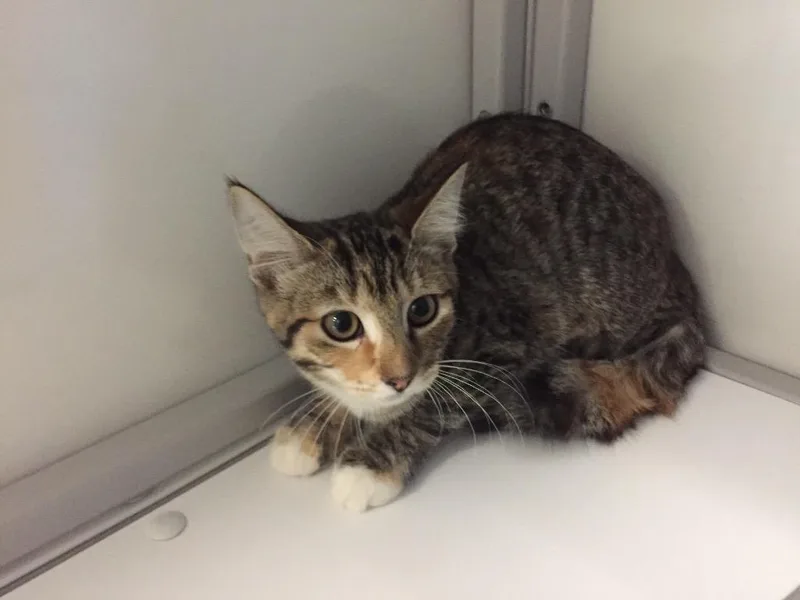A baby medium-sized female Domestic Short Hair cat named Lari Bari for adoption in Peoria, AZ