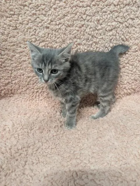A baby medium-sized male Tabby (Gray / Blue / Silver) Domestic Short Hair cat named Stumpy for adoption in Taylorsville, KY