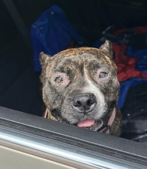 An adult medium-sized female American Staffordshire Terrier dog named Chrysanthemum for adoption in San Antonio, TX