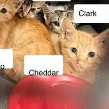 Cheddar