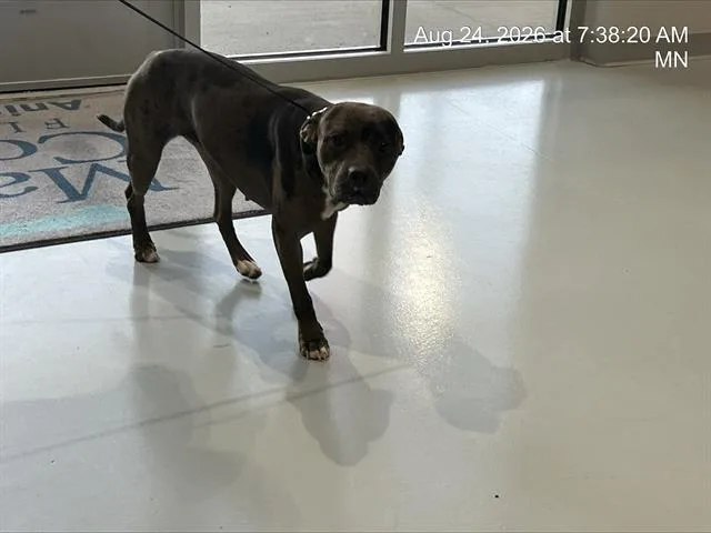 A young medium-sized female Pit Bull Terrier dog named A for adoption in Ocala, FL