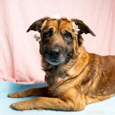 An adult medium-sized female Brown / Chocolate Shepherd dog named Abilene for adoption in Brookfield, WI