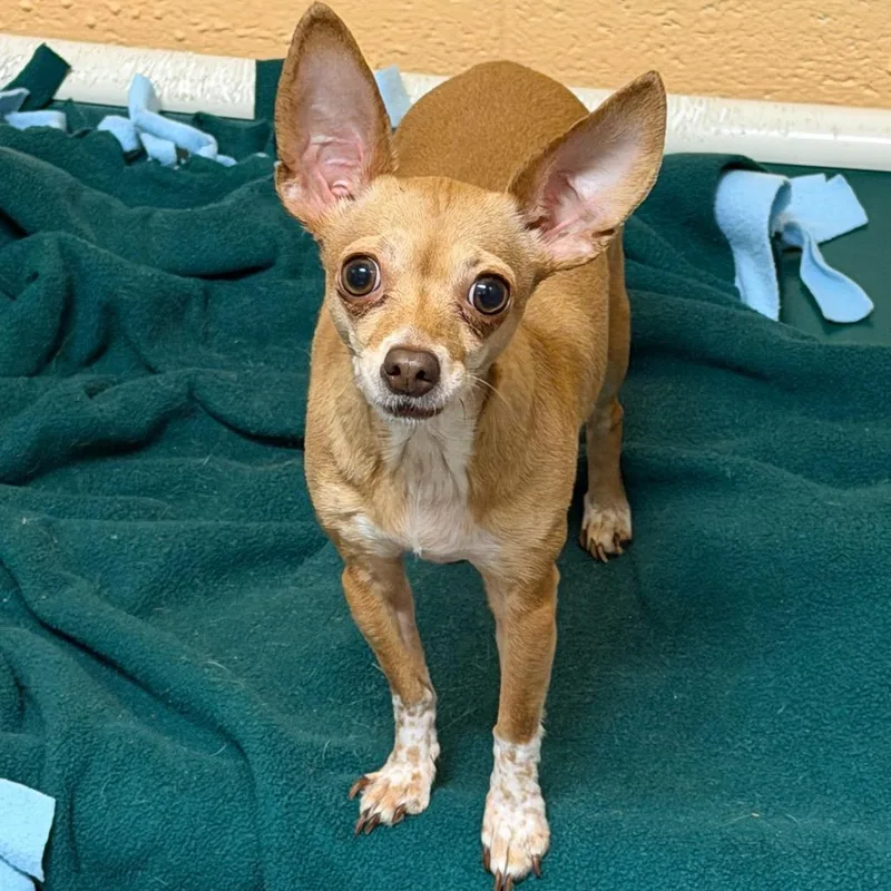An adult small-sized female Yellow / Tan / Blond / Fawn Chihuahua dog named Fennec for adoption in Waukesha, WI
