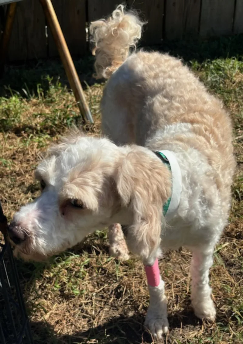 An adult small-sized female Apricot / Beige Cavapoo dog named Fluffernutter for adoption in Lexington, KY