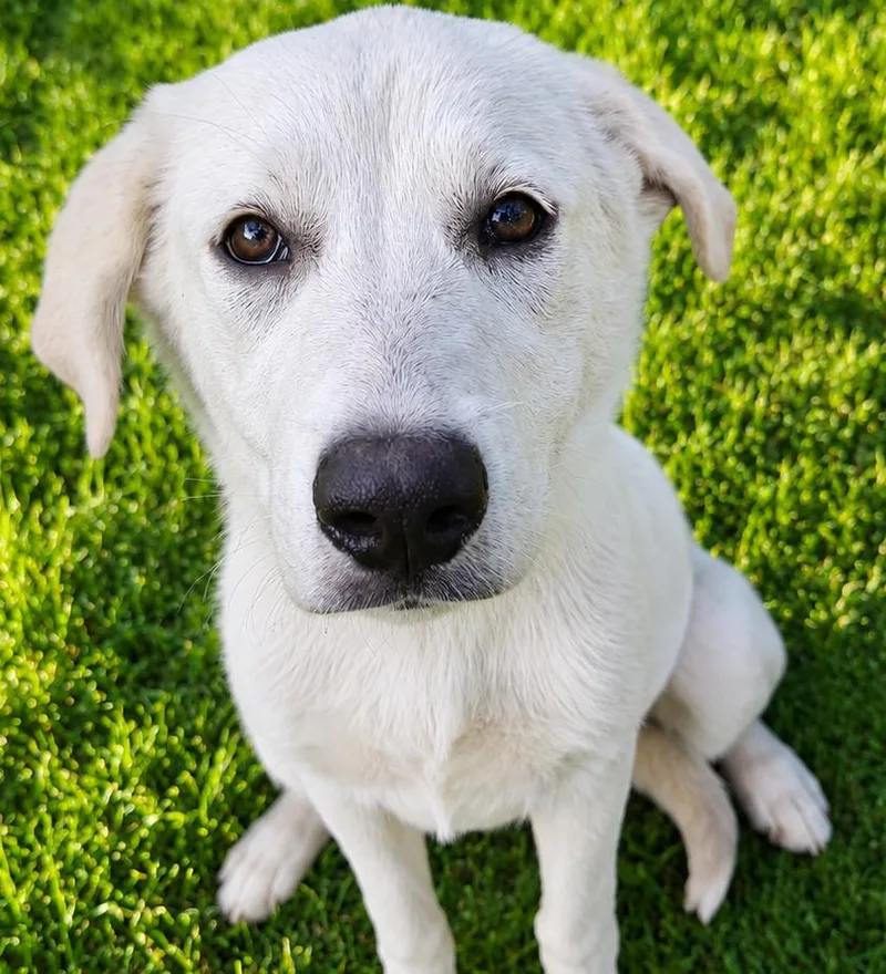 A baby large-sized female White / Cream Great Pyrenees dog named Caelwyn for adoption in Kiowa, OK