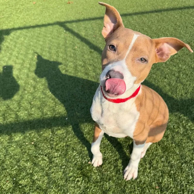 A young medium-sized female Yellow / Tan / Blond / Fawn Mixed Breed dog named Lacie for adoption in Binghamton, NY