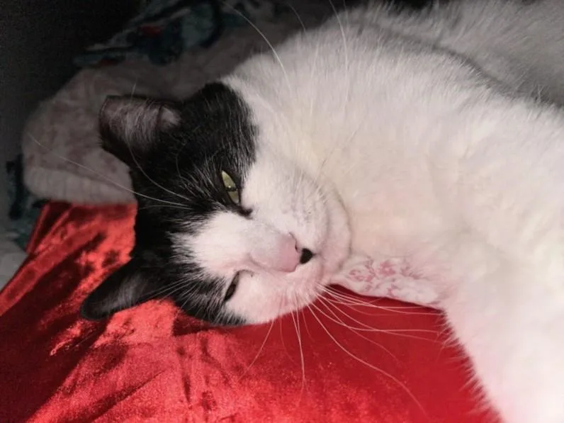 Paper Rings thumbnail 2