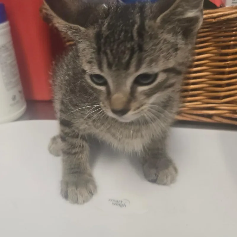 A baby small-sized male Brown / Chocolate Domestic Short Hair cat named Surgie for adoption in Milton, FL