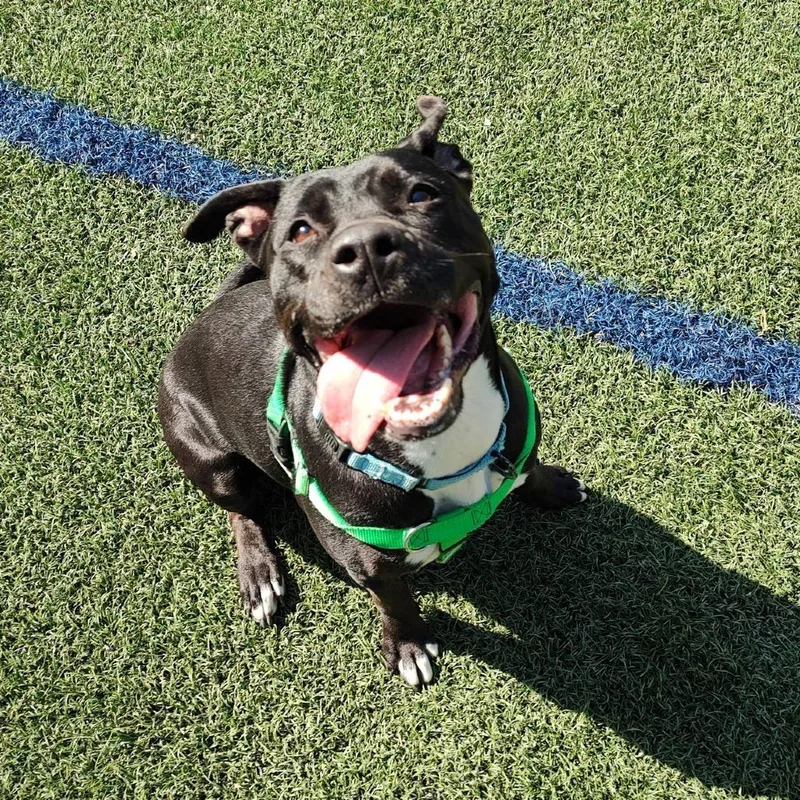 Pantalones thumbnail 6