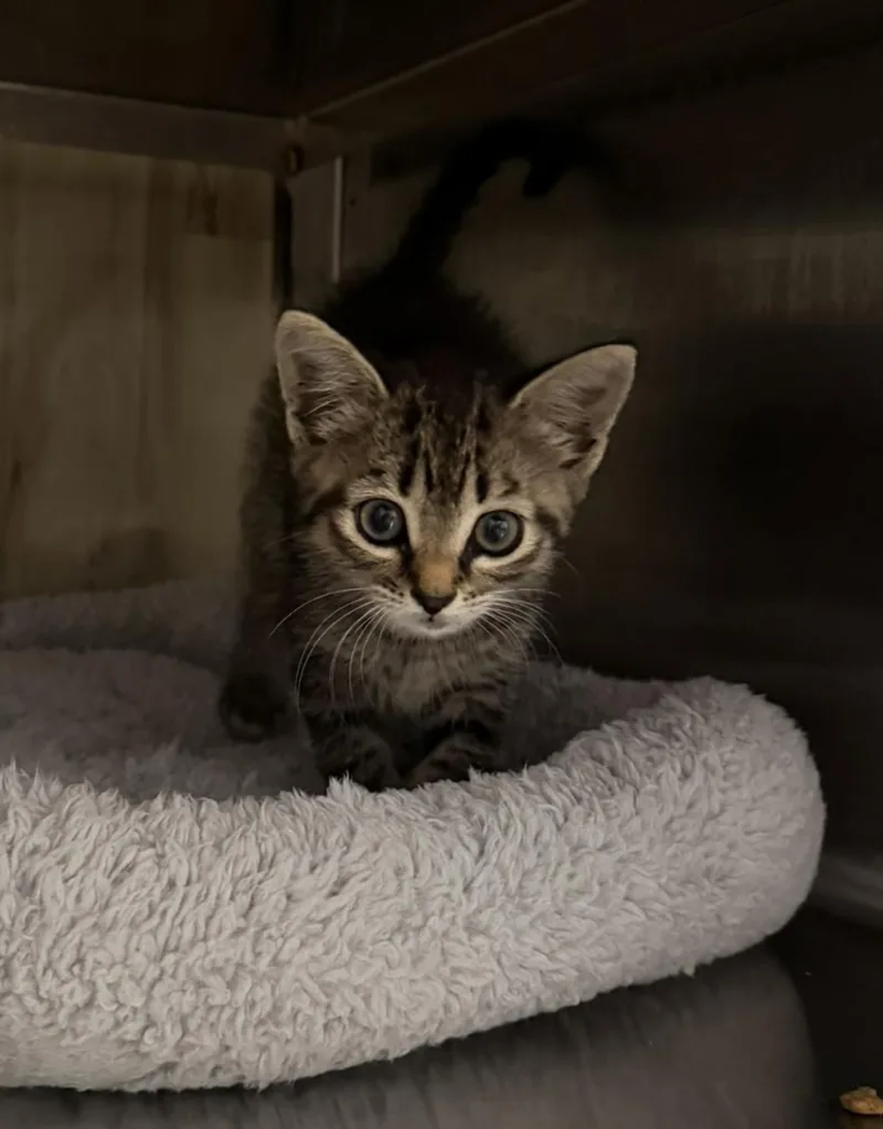 A baby small-sized female Tabby (Buff / Tan / Fawn) Domestic Short Hair cat named Tater for adoption in Bryson City, NC