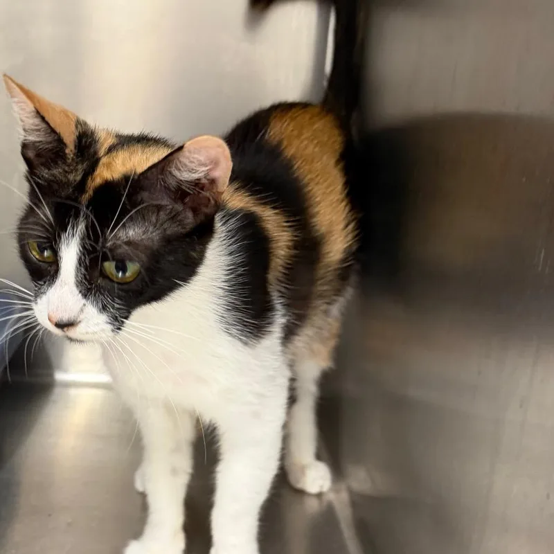 An adult medium-sized female Calico Domestic Short Hair cat named Fish for adoption in Floresville, TX