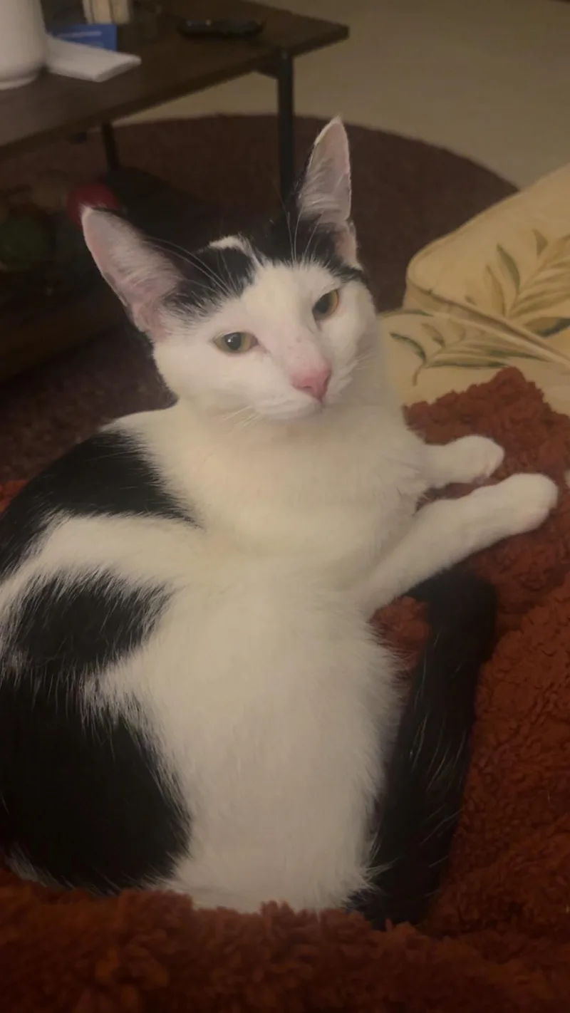 An adult medium-sized female Black & White / Tuxedo Domestic Short Hair cat named Happy and Hannah for adoption in West Milwaukee, WI