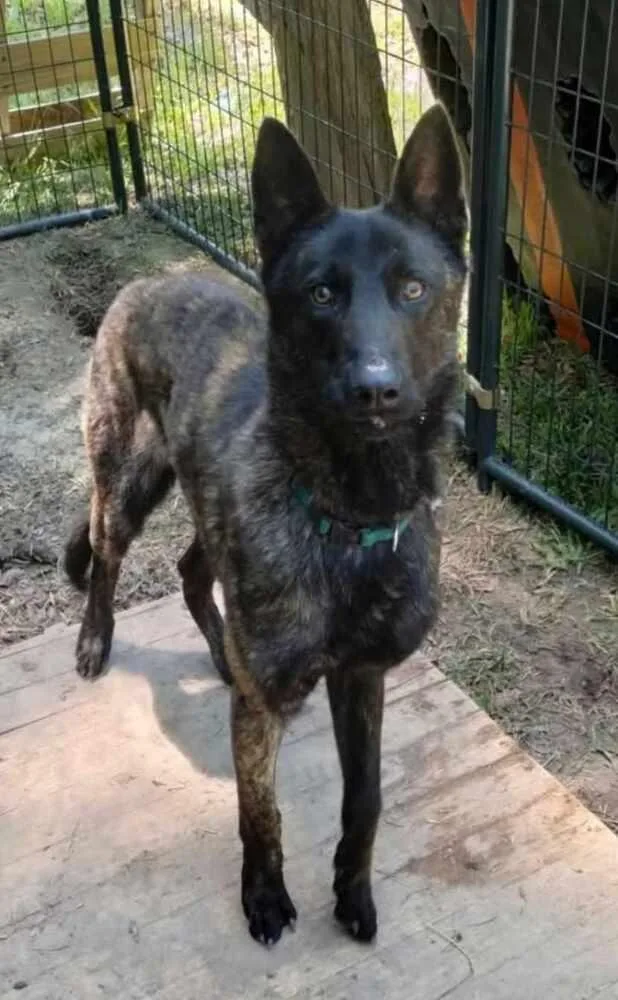 A young medium-sized male Dutch Shepherd dog named Baloo Located in for adoption in Imlay City, MI