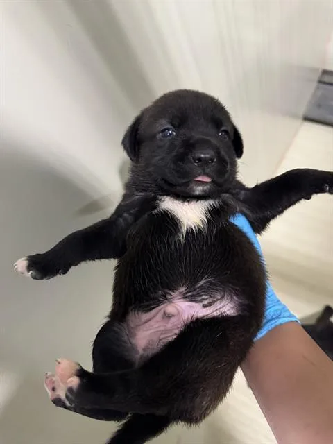 A baby small-sized male Pit Bull Terrier dog named Mango for adoption in Bakersfield, CA