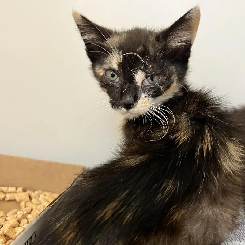 A baby small-sized female Calico Domestic Short Hair cat named 71769 for adoption in Harrisonburg, VA