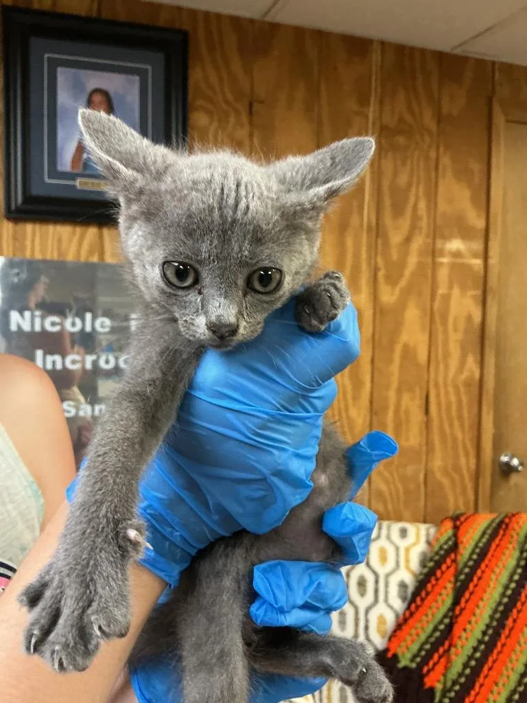 A baby small-sized male Abyssinian cat named Mouse for adoption in Dyersburg, TN