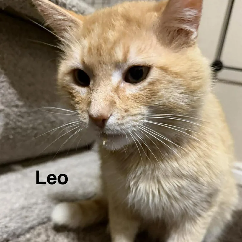 A young large-sized male Orange / Red Domestic Short Hair cat named Leo Carver for adoption in Eagle Mountain, UT