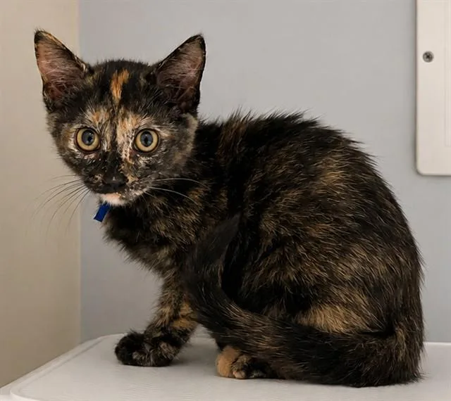 A baby small-sized female Domestic Short Hair cat named Isa for adoption in Statesville, NC