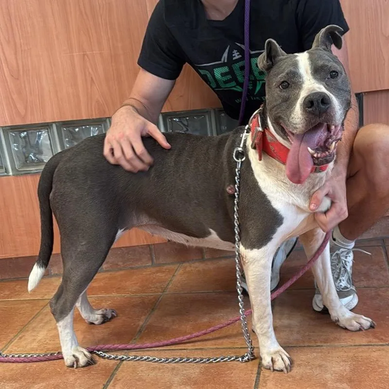 A senior large-sized female Gray / Blue / Silver Pit Bull Terrier dog named Faith Ann for adoption in Spring Hill, KS