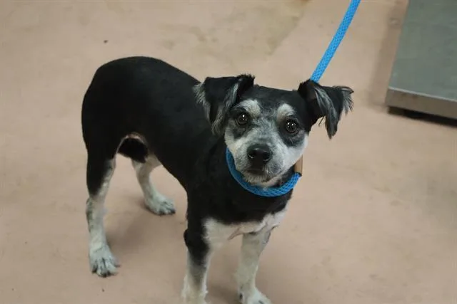 A young small-sized male Mixed Breed dog named Corey for adoption in Columbia, SC