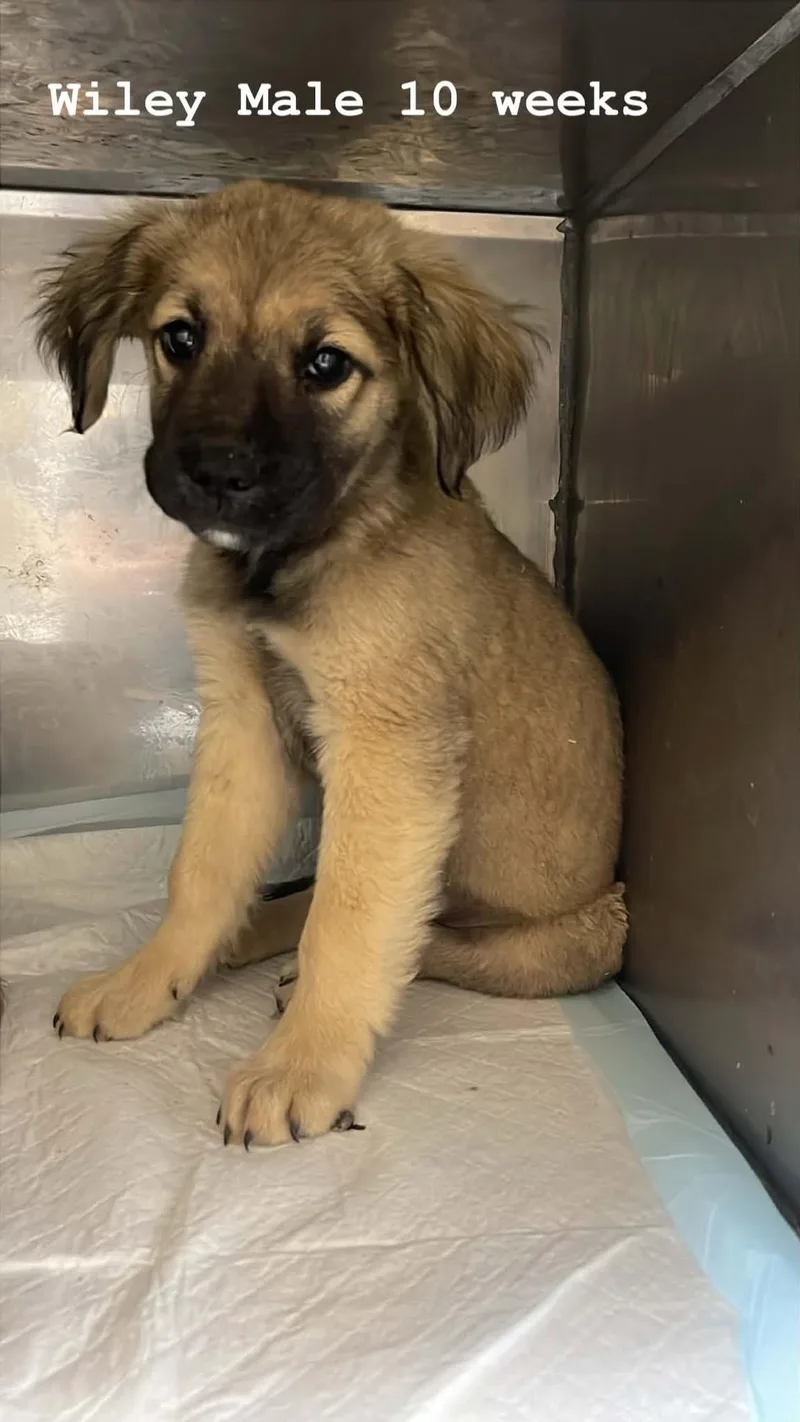 A baby medium-sized male Bicolor German Shepherd Dog dog named Wiley for adoption in Fort Payne, AL