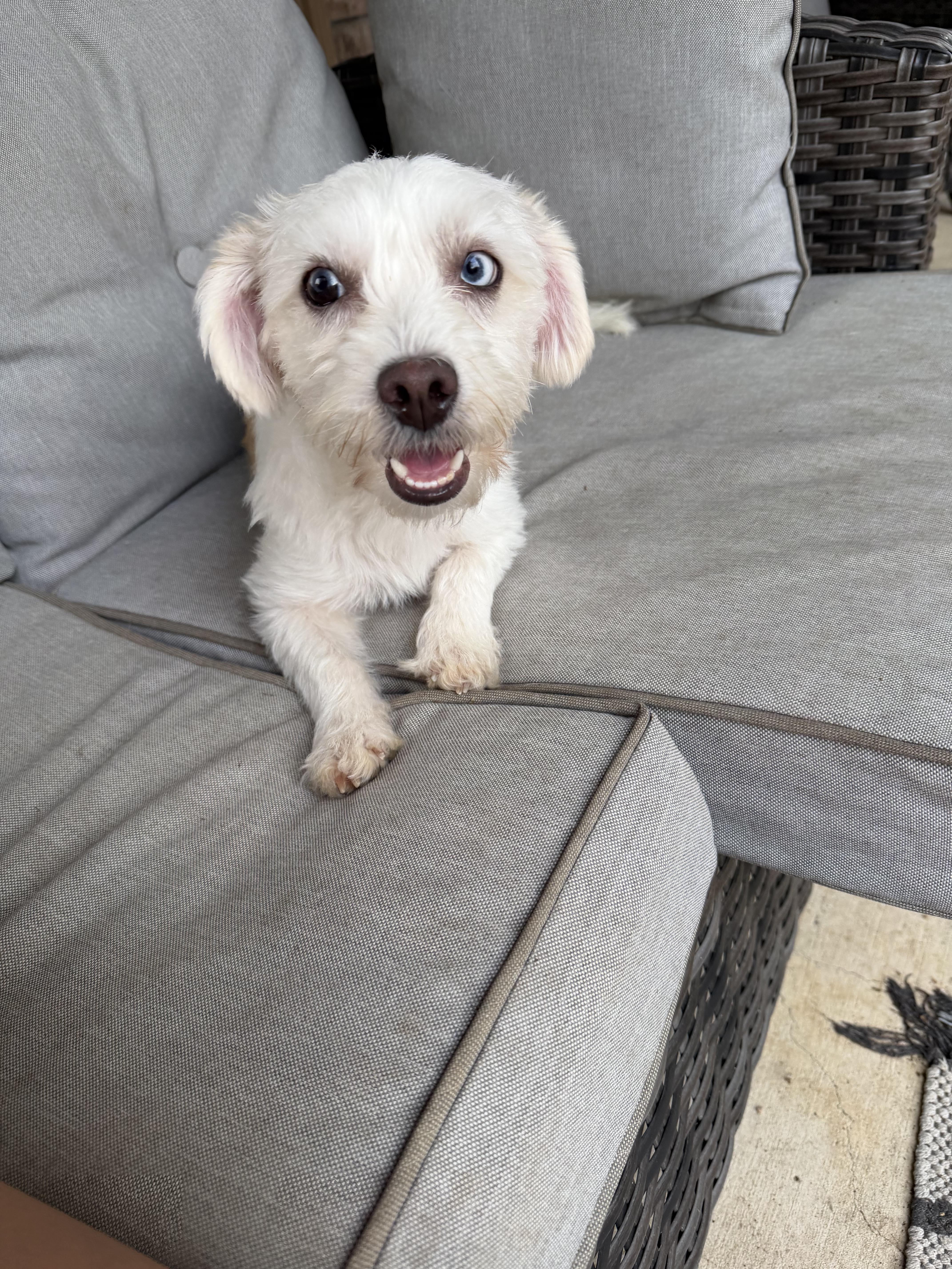 A young small-sized female Coton de Tulear dog named Skyee for adoption in San Antonio, TX