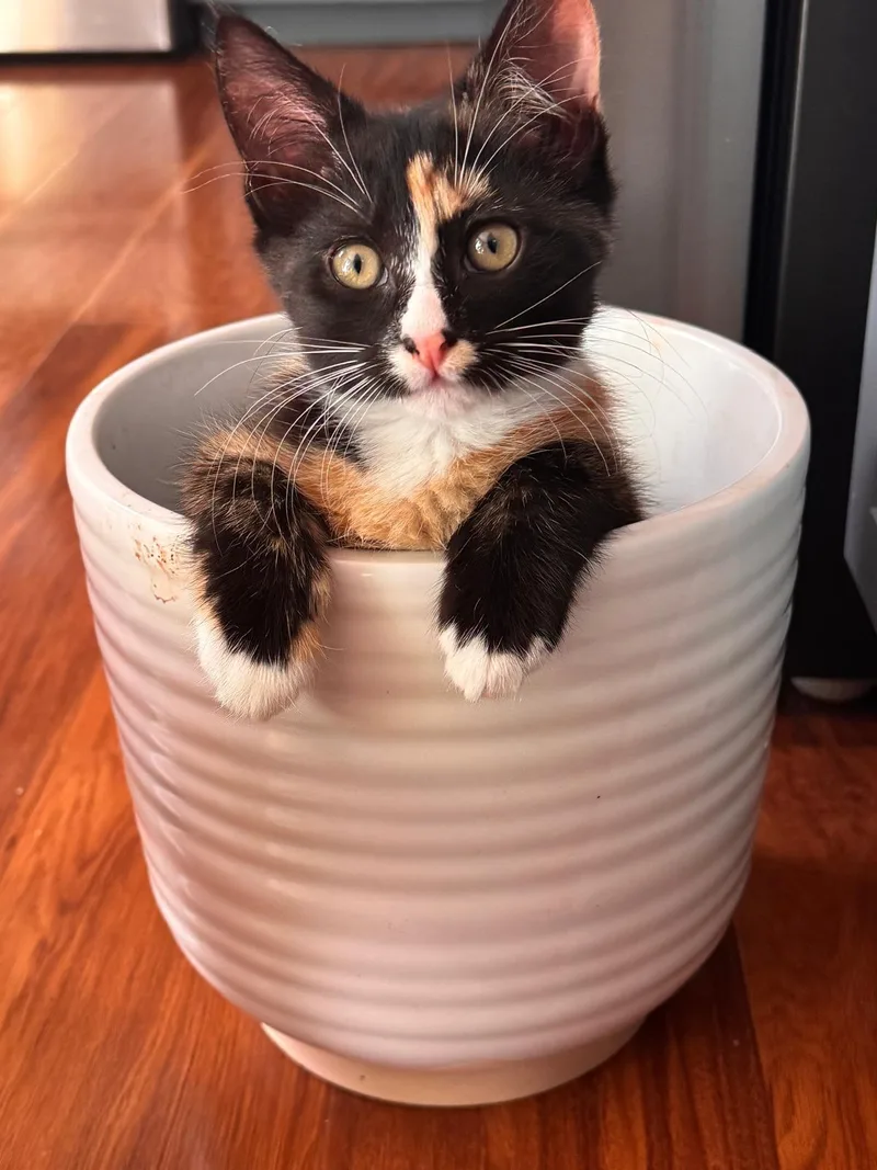 A baby medium-sized female Calico Domestic Short Hair cat named Nuri for adoption in Greensboro, NC