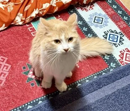 A young small-sized female Domestic Long Hair cat named Scone for adoption in Wilkesboro, NC