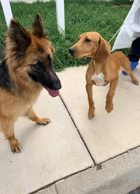 A young medium-sized female German Shepherd Dog dog named Lillie for adoption in Centreville, VA