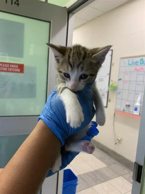 A baby small-sized female Domestic Short Hair cat named Cattuccino for adoption in Grand Prairie, TX