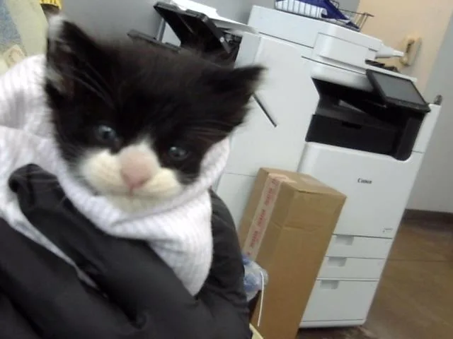 A baby medium-sized male Domestic Medium Hair cat named Zuko for adoption in Dallas, TX