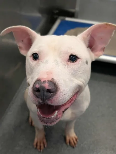 A young large-sized male Mixed Breed dog named Blu for adoption in Dallas, TX